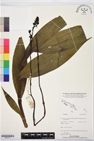 登錄號:BS07713藏品圖，第1張