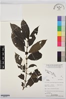 登錄號:BS07716藏品圖，第1張