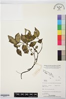 登錄號:BS07717藏品圖，第1張