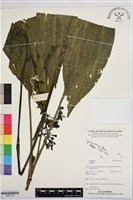 登錄號:BS07718藏品圖，第1張