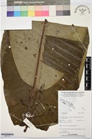 登錄號:BS07721藏品圖，第1張