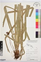 登錄號:BS07722藏品圖，第1張