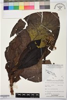 登錄號:BS07724藏品圖，第1張