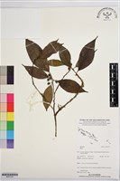 登錄號:BS07725藏品圖，第1張