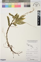 登錄號:BS07726藏品圖，第1張