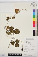 登錄號:BS07729藏品圖，第1張