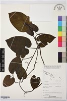 登錄號:BS07730藏品圖，第1張