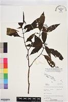 登錄號:BS07733藏品圖，第1張