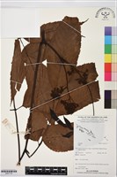 登錄號:BS07734藏品圖，第1張