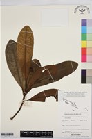 登錄號:BS07735藏品圖，第1張