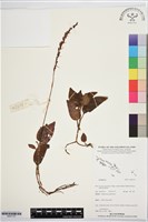 登錄號:BS07737藏品圖，第1張