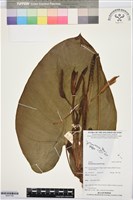 登錄號:BS07738藏品圖，第1張