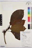 登錄號:BS07739藏品圖，第1張