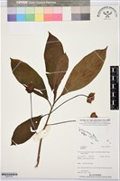 登錄號:BS07741藏品圖，第1張