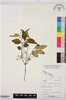 登錄號:BS07742藏品圖，第1張