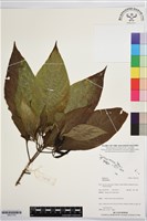 登錄號:BS07743藏品圖，第1張