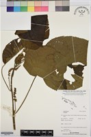 登錄號:BS07744藏品圖，第1張