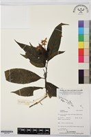 登錄號:BS07745藏品圖，第1張