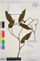 登錄號:BS07747藏品圖，第1張