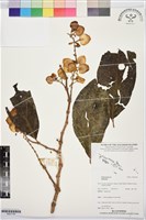 登錄號:BS07748藏品圖，第1張