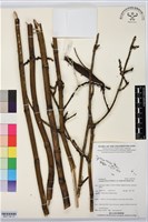 登錄號:BS07749藏品圖，第1張