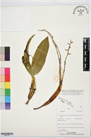 登錄號:BS07750藏品圖，第1張