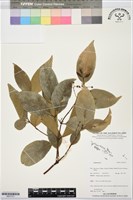 登錄號:BS07751藏品圖，第1張