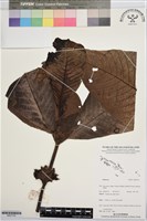 登錄號:BS07755藏品圖，第1張