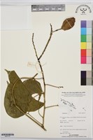 登錄號:BS07757藏品圖，第1張