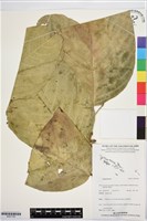 登錄號:BS07760藏品圖，第1張