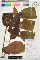 登錄號:BS07761藏品圖，第1張