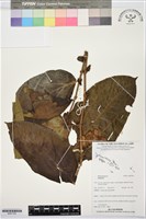 登錄號:BS07762藏品圖，第1張