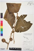 登錄號:BS07763藏品圖，第1張