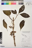 登錄號:BS07764藏品圖，第1張