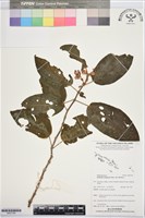 登錄號:BS07766藏品圖，第1張