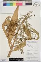 登錄號:BS07769藏品圖，第1張