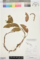 登錄號:BS07770藏品圖，第1張