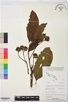 登錄號:BS07771藏品圖，第1張