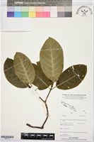 登錄號:BS07773藏品圖，第1張