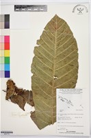 登錄號:BS07774藏品圖，第1張