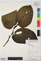 登錄號:BS07775藏品圖，第1張