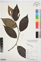 登錄號:BS07778藏品圖，第1張