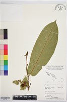 登錄號:BS07780藏品圖，第1張