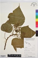 登錄號:BS07781藏品圖，第1張