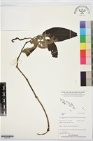 登錄號:BS07782藏品圖，第1張