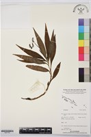 登錄號:BS07783藏品圖，第1張