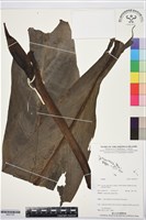 登錄號:BS07787藏品圖，第1張