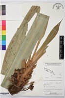 登錄號:BS07792藏品圖，第1張