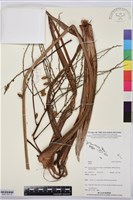 登錄號:BS07793藏品圖，第1張