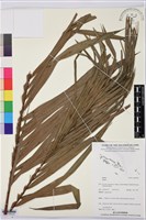 登錄號:BS07793藏品圖，第2張